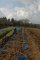 plantation chez Jean-Michel Lejeanne